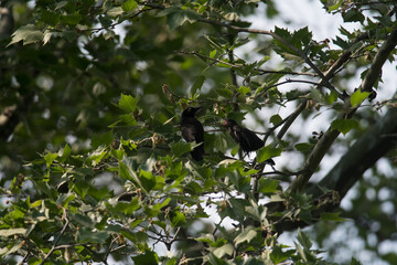 Juvenile Common Grackle chirping at adult grackle for food