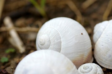 coquilles d'escargots 