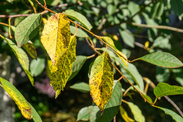 Cherry leaf spot disease or Coccomycosis caused by Blumeriella jaapii fungus. Yellow cherry leaves...