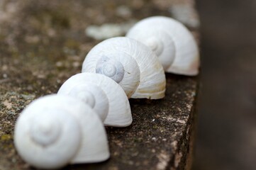 coquilles d'escargots 