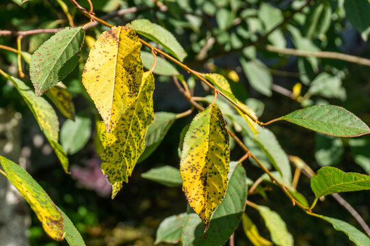 Cherry leaf spot disease or Coccomycosis caused by Blumeriella jaapii fungus. Yellow cherry leaves with brown spots.