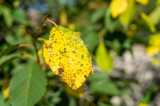 Cherry leaf spot disease or Coccomycosis caused by Blumeriella jaapii fungus. Yellow cherry leaves with brown spots close-up.