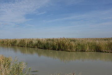 Mörbisch am Neusiedler See im Burgenland, Schilf, Österreich, 06.10.2022