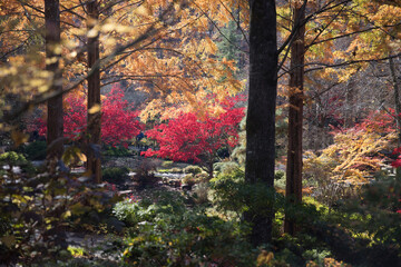 Fall colors in the Landscape