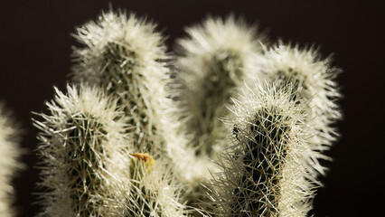 Obraz premium Cactus plants with spines
