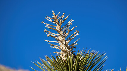Cactus plants with spines