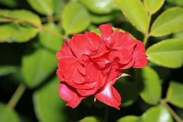 red rose flower macro photo