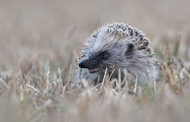 Close up of a wild european hedgehog (Erinaceus europaeus). Detail of an old hedgehog smelling the air on a dry grass field. Cute hedgehog with a blind eye in a dry environment in Spain. © Fernando