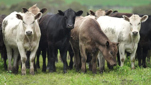 Cows and cattle grazing on pasture and grass. innovative agriculture 