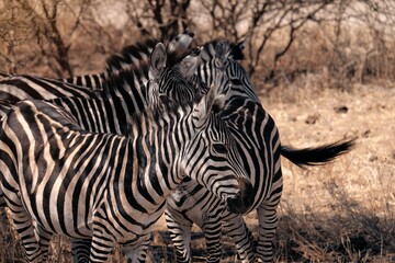 Fototapeta na wymiar Zebras in Tanzania, Serengeti National park during migration