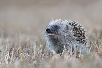 Close up of a wild european hedgehog (Erinaceus europaeus). Detail of an old hedgehog smelling the air on a dry grass field. Cute hedgehog with a blind eye in a dry environment in Spain. © Fernando