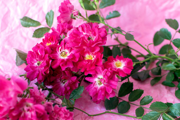 Fototapeta na wymiar Pink roses on pastel pink background.Festive Flower card, selective focus,toned, Blur,