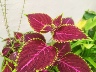 coleus flower and leaves growing in a white isolated background