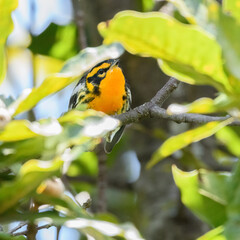 Beautiful yellow and black Setophaga Fusca, Blackburnian warbler on a branch