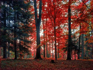 Jesienny la Bronaczowa koło Krakowa - kolory jesieni o poranku - obrazy, fototapety, plakaty