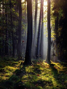 Jesienny la Bronaczowa koło Krakowa - kolory jesieni o poranku