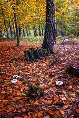 Jesienny las pełen kolorów, mgieł i promieni słońca © Michal45