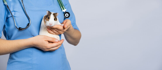  Small Guinea Pig The