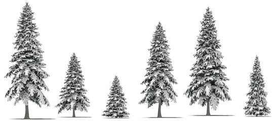 needle tree conifer pine tree winter snow 6 - obrazy, fototapety, plakaty