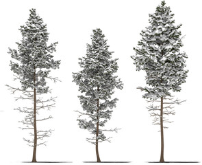 needle tree conifer pine tree winter snow 7