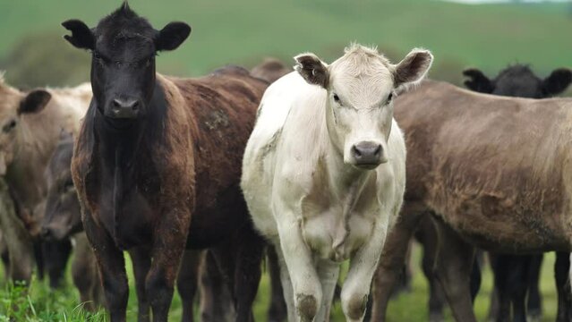 Close up of cows in a field on a ranch 