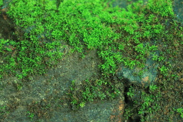 Beautiful green moss close up, Moss texture, Moss abstract background.