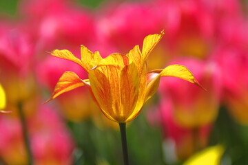 色とりどりに咲き誇る赤白黄色