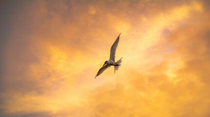 birds flying in the sunset