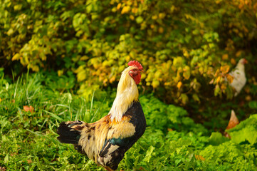 colorful rooster on green nature background. A large red rooster stands in the tall grass on a sunny day. Portrait of a beautiful colorful cock on a green autumn background.