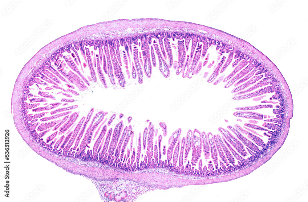 Sticker small intestine. intestinal villi