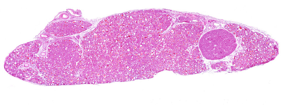 Thyroid And Parathyroid Gland