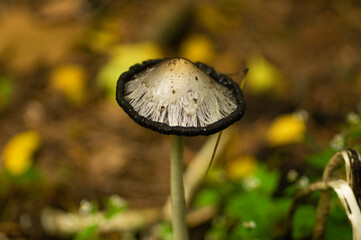 mushroom in the forest