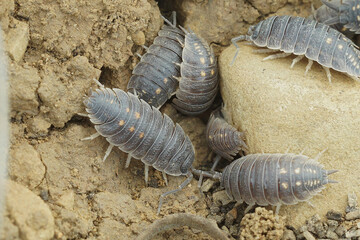 Closeup on an aggregation of grey Spanish woodlouse , Porcellio ornatus in Andalusia