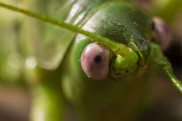 Close up of a grasshopper