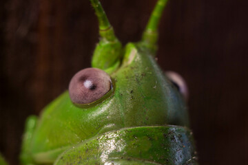 Grasshopper