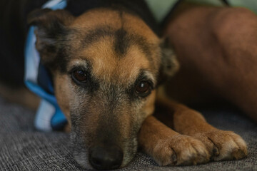 Obraz premium Little dog posing to the photo