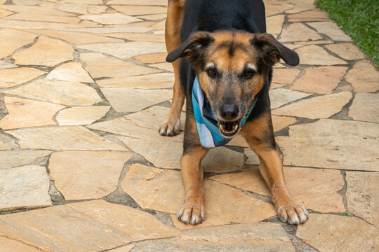 Little dog posing to the photo