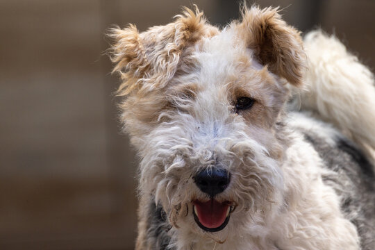 Fox-Terrier Images – Browse Photos, Vectors, and Video Adobe Stock