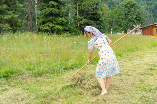 A woman turns hay with a wooden rake. Haymaking season.
