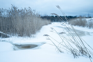 Winter landscape with dry reed in white snow and ice