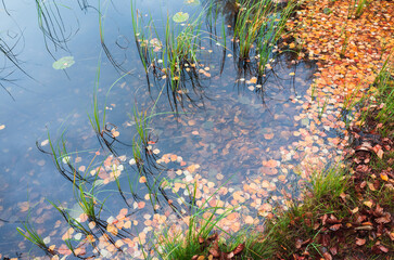 Still lake with coastal grass and fallen leaves