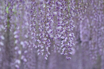 美しく垂れ下がる