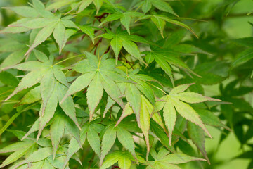 Seiryu Japanese Maple - Latin name - Acer palmatum Seiryu