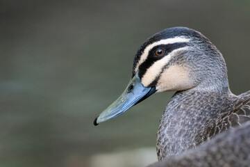 Pacific black duck (Anas superciliosa) head shot, Sydney, Australia