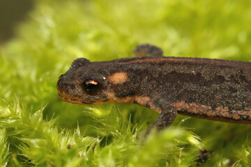 Closeup on a terrestrial juvenile Northern Banded Newt, Ommatotritotn ophryticus