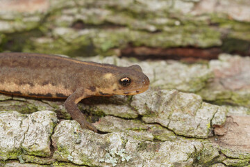 Closeup on a terrestrial juvenile Northern Banded Newt, Ommatotritotn ophryticus