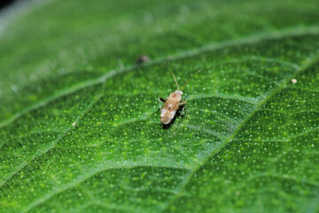 macrolophus caliginosus insect macro photo