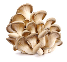 Oyster mushrooms isolated on a white background. Full clipping path. A beautiful bunch of mushrooms.