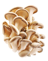 Oyster mushrooms isolated on a white background. Full clipping path. A beautiful bunch of mushrooms.