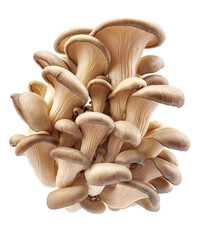 Oyster mushrooms isolated on a white background. Full clipping path. A beautiful bunch of mushrooms.